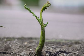 DR_Museu_Porto_A_Recoletora_pele_vegetal_01.JPG
