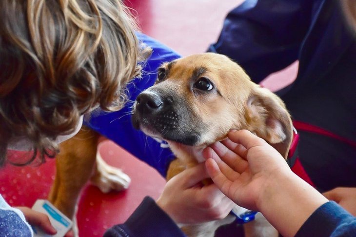 Adoção: você está preparado para cuidar de cachorro ou gato?