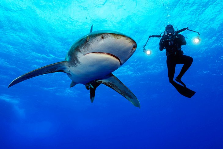 #Brian_Skerry_exposicao_Sharks.jpg