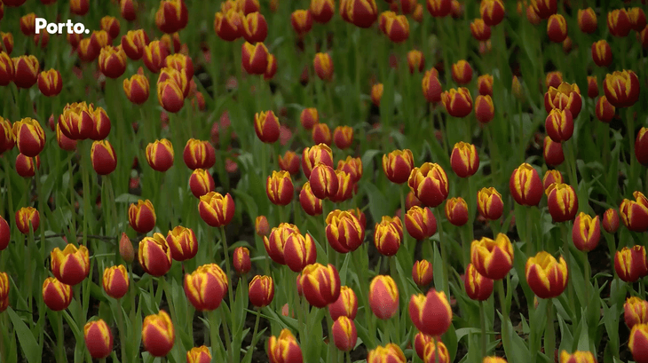 tulipas.png