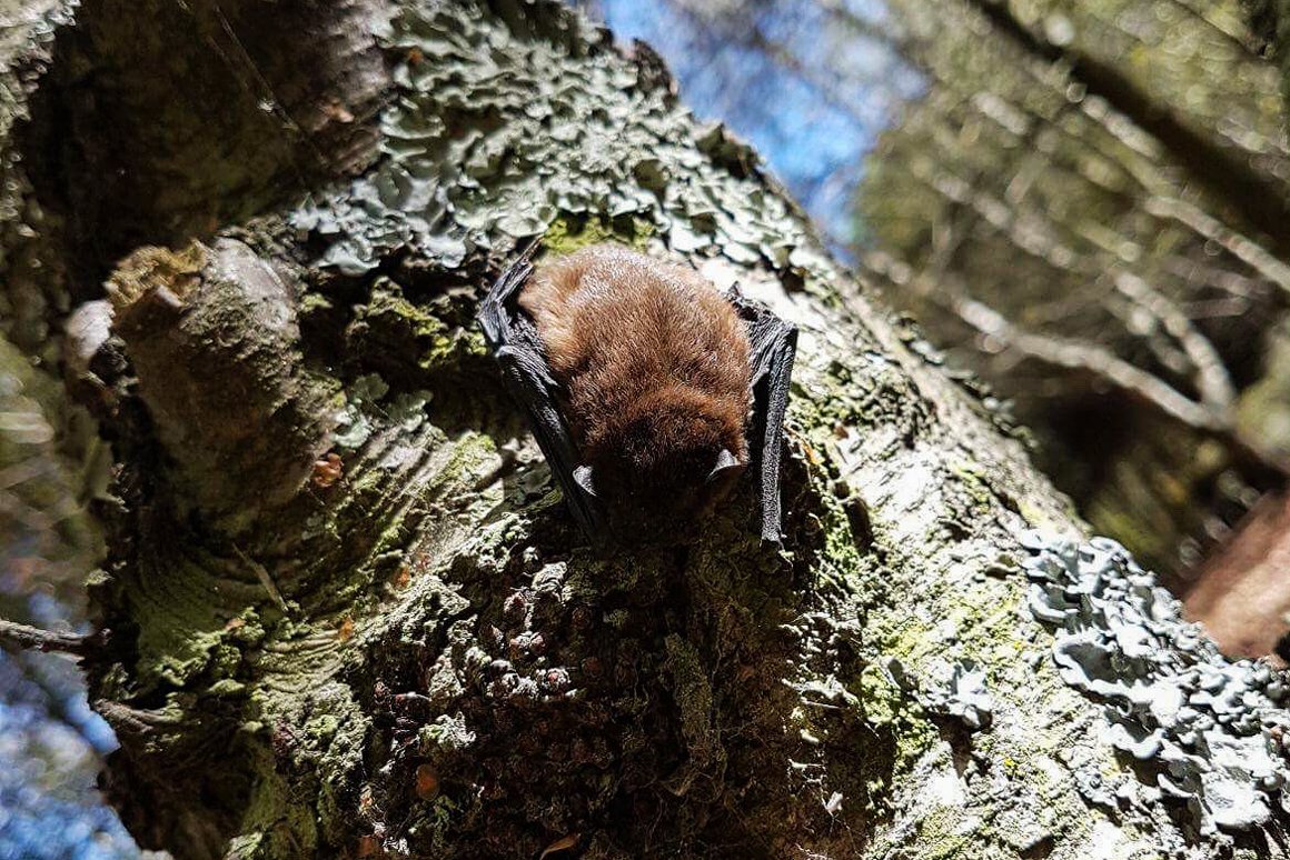 CIBIO-InBIO team of the University of Porto discovers new bat species in  Portugal - News Porto.